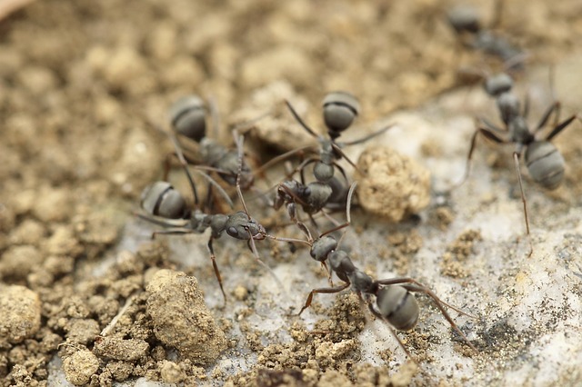 Logistika mravenců